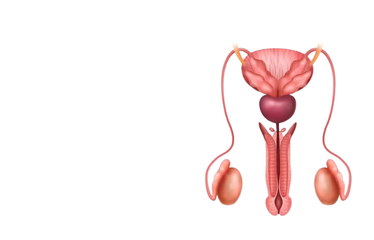 Male reproductive system illustration used for andrology and urology consultation by Dr. Kalpesh Saswade at Vandana Uro Care in Pune.